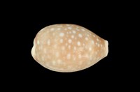 藏品(白星寶螺)的圖片